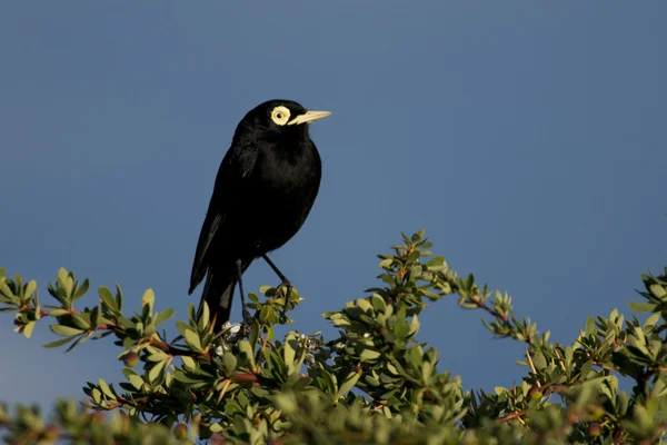 Male Spectacled Tyrant — Stock Photo, Image