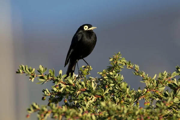 Male Spectacled Tyrant — Stock Photo, Image