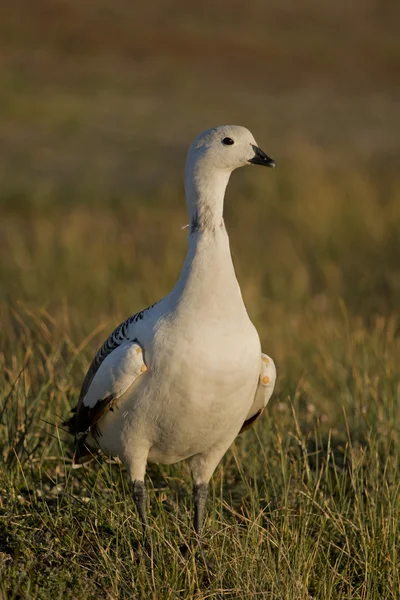 Männliche Hochlandgans — Stockfoto