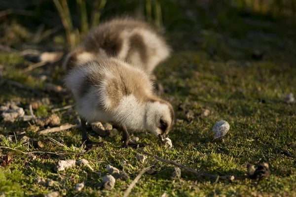 Kuiken van hooggelegen gans — Stockfoto