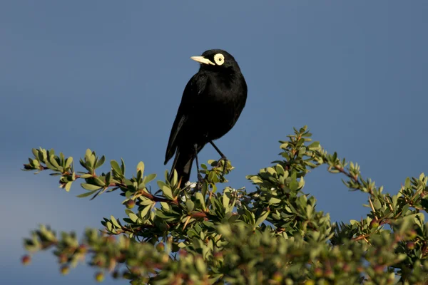 Male Spectacled Tyrant — Stock Photo, Image