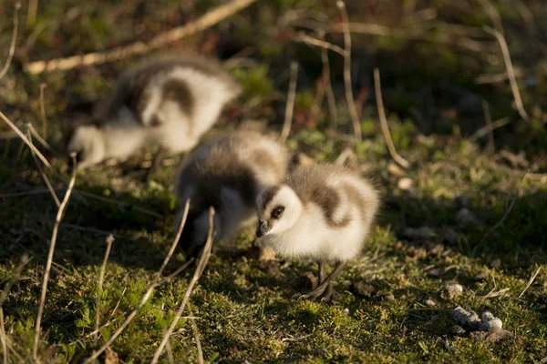 Chick höglänta gås — Stockfoto