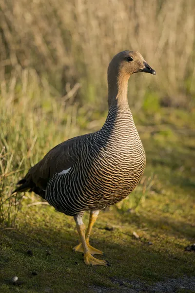 Female Upland Goose — Stock Photo, Image