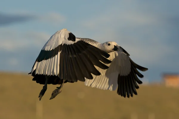 Vliegende mannelijke hooggelegen gans — Stockfoto