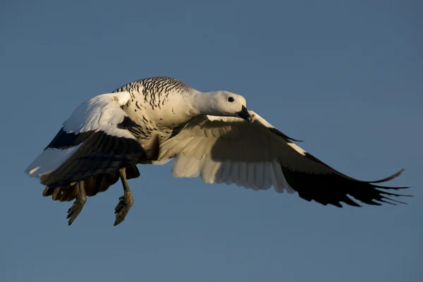 Uçan erkek upland kaz — Stok fotoğraf