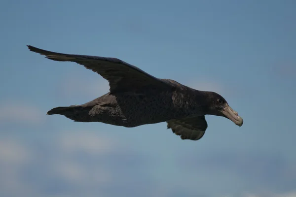 Zuidelijke reus stormvogel vliegen — Stockfoto