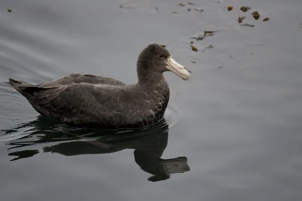 Petrel gigante del sur —  Fotos de Stock