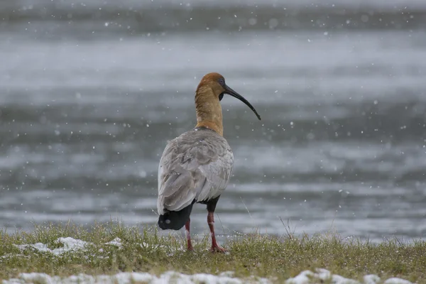 Černý-stál před ibis na břehu jezera pod sněhem — Stock fotografie