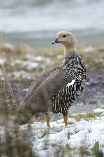 Female Upland Goose over the snow — Stock Photo, Image