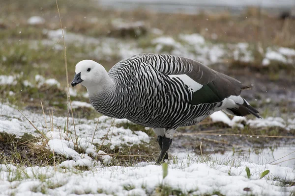 Male Upland Goose over the snow — Stock Photo, Image