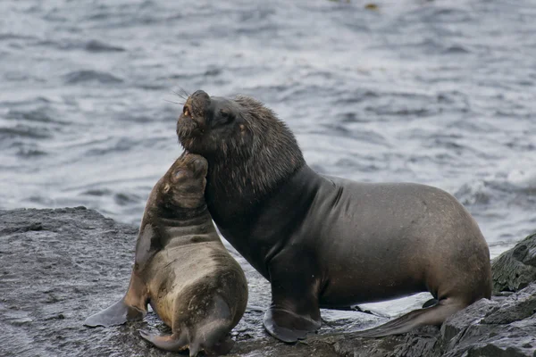 South American Sea Lions