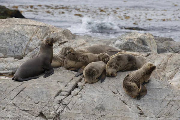 South American Sea Lions — Stock Photo, Image