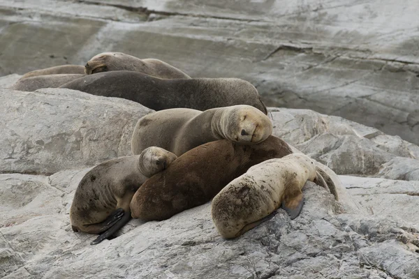 Lions de mer sud-américains — Photo