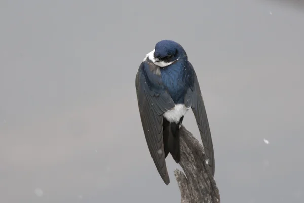 Golondrina chilena — Foto de Stock