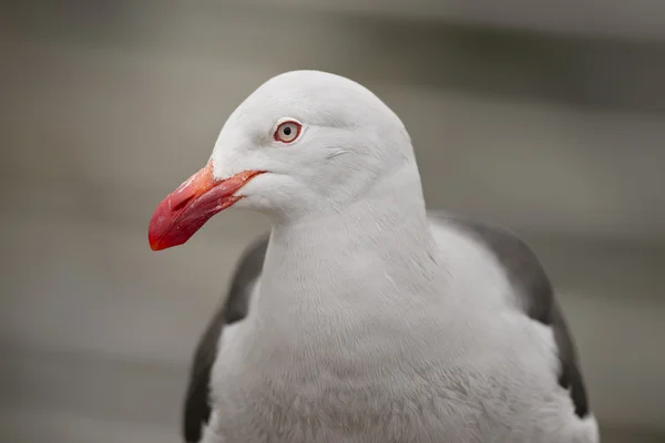 Gaivota de golfinho — Fotografia de Stock