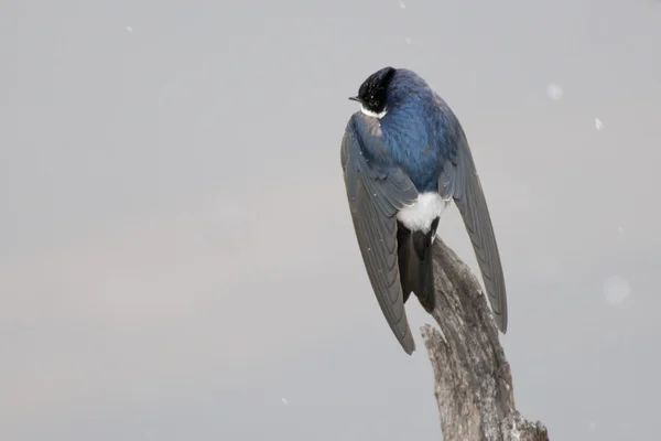 Chileense swallow — Stockfoto