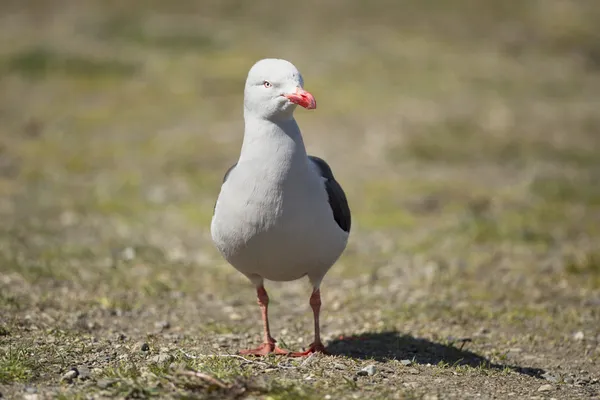 Dolphin Gull — Stock Photo, Image