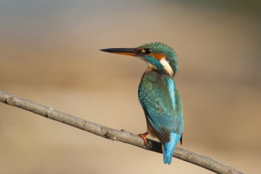kadın kingfisher