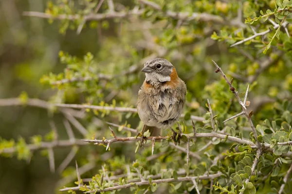 Rufous-collared Sparrow on a Branch — Stock Photo, Image