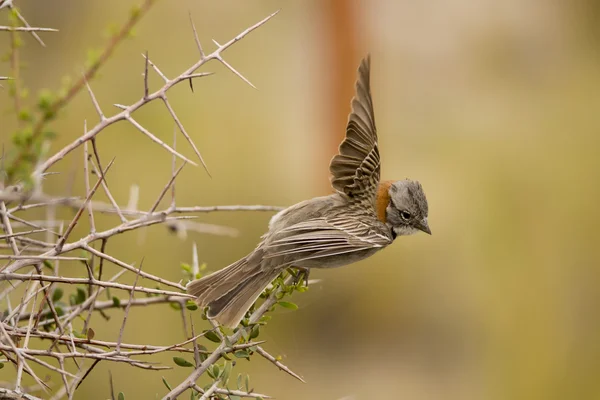 Visayan-collared sparrow vliegen — Stockfoto
