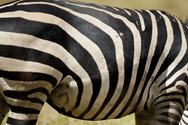 Zebra textuur — Stockfoto