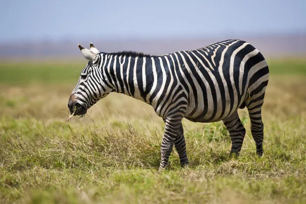 Zebra al pascolo — Foto Stock