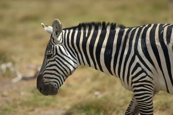 Bir zebra profili — Stok fotoğraf