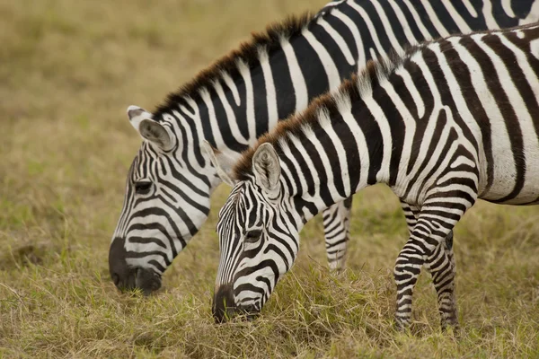 Pastagem de zebra — Fotografia de Stock