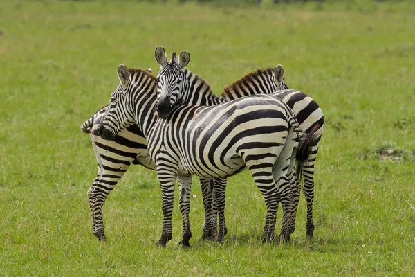 Acariciar zebra — Fotografia de Stock