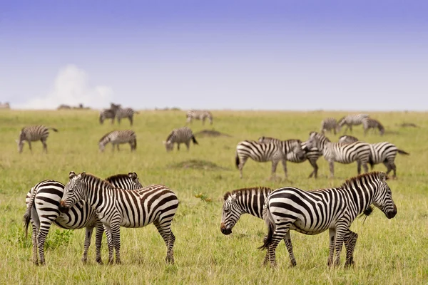 Groep van Zebra's in de savanne — Stockfoto