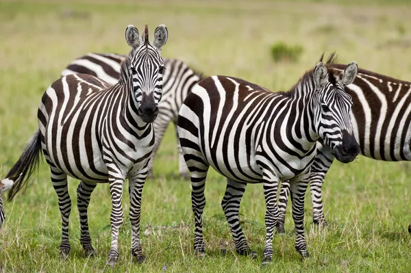 Zebra a Masai Mara — Foto Stock