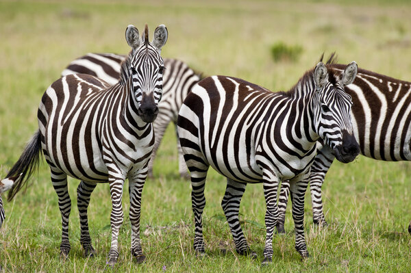 Zebra in Masai Mara national park in Kenya