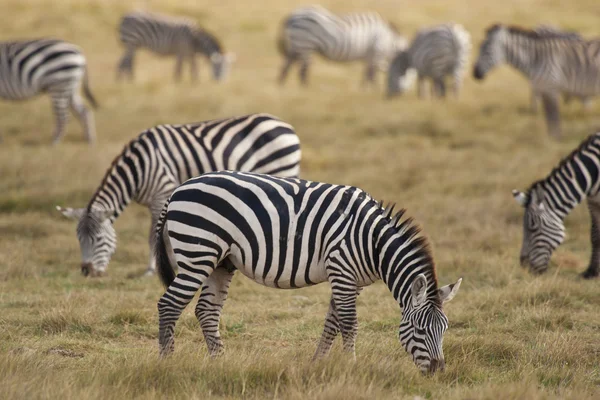 Zebra al pascolo — Foto Stock