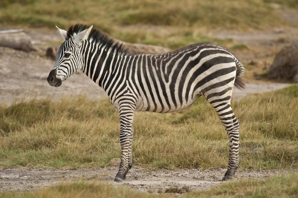 Unga zebra stående i savannen — Stockfoto