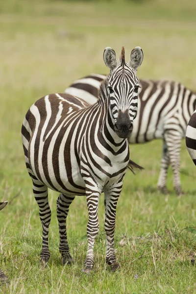 Zebra em pé na Savannah — Fotografia de Stock