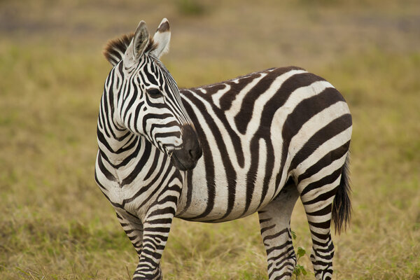 Zebra in Amboseli national park