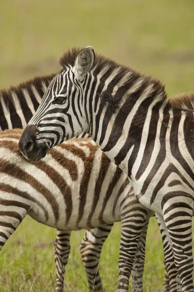 Masai mara içinde Zebra — Stok fotoğraf