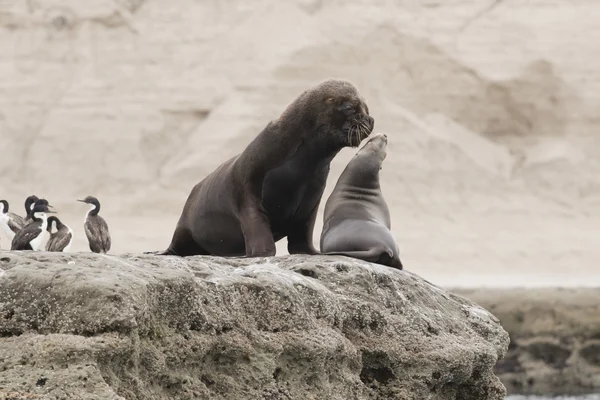 Couple of South American Sea Lions — Stock Photo, Image