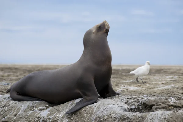 Südamerikanischer Seelöwe — Stockfoto