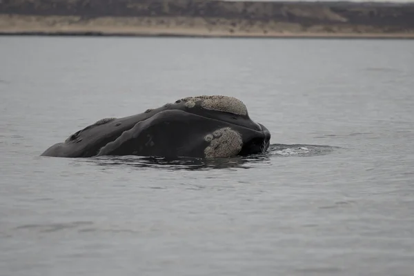 南露脊鲸 — 图库照片