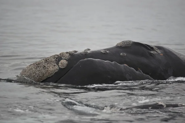 南露脊鲸 — 图库照片