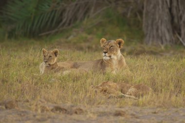 dişi aslan ve Savannah onun yavrusu