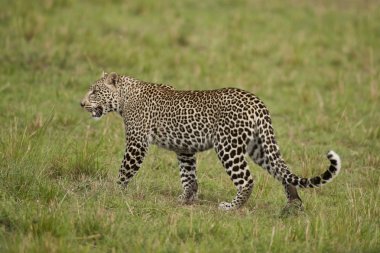 masai mara içinde leopar