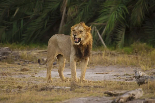 Leeuw in de savanne — Stockfoto
