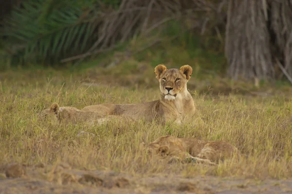 Lejoninna i savannen — Stockfoto