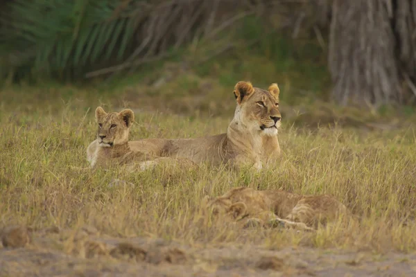 Lionne et son petit dans la savane — Photo