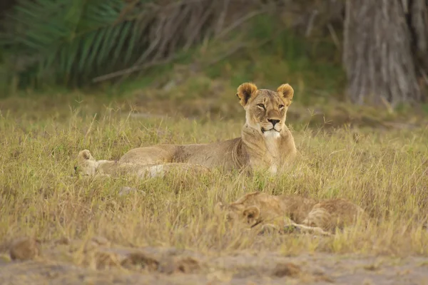 Lionne dans la savane — Photo