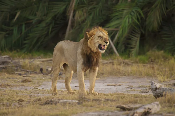 Lion dans la savane — Photo