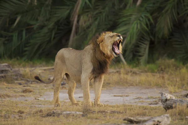 Lion dans la savane — Photo