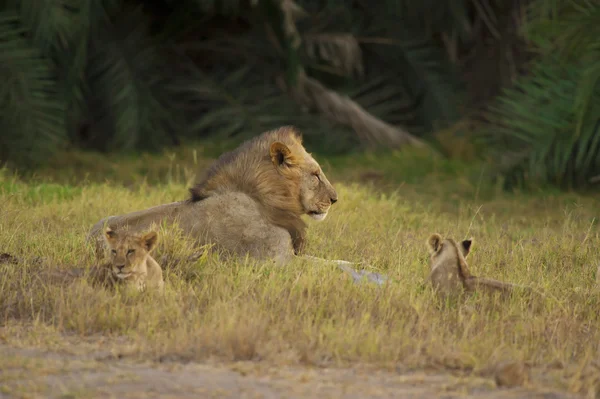 Lion and his cubs in the Savannah — Stock Photo, Image